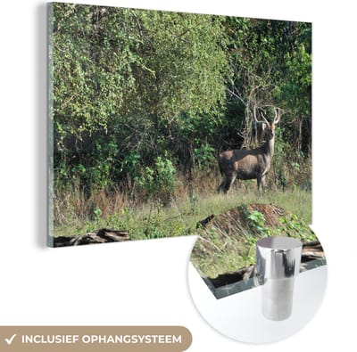 ® Glasschilderij 180x120 cm - Schilderij acrylglas - Wilde herten bevinden zich in het landschap van het Nationaal Park Baluran - Foto op glas - Muurdecoratie woonkamer - Wanddecoratie slaapkamer - Schilderijen