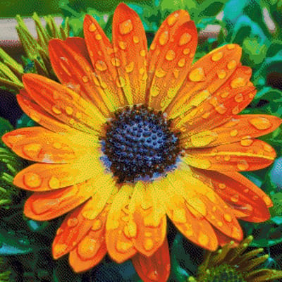 MyHobby Borduurpakket – Dahlia 60×60 cm - Aida borduurstof 5,5 kruisjes/cm (14 count) - Telpatroon - Borduurgaren - Borduurnaald - Handleiding - Voor Beginners & Gevorderden - Complete borduurset