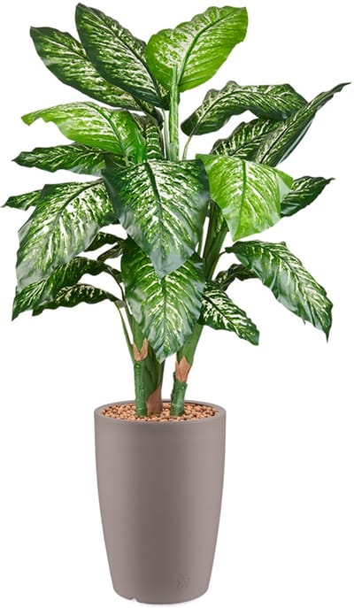 HTT - Kunstplant Dieffenbachia in Genesis rond taupe H140 cm