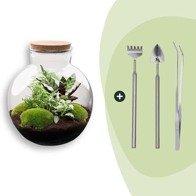 Terrarium - Bolder Bob - ↑ 30 cm - Ecosysteem plant - Kamerplanten - DIY planten terrarium - Mini ecosysteem - Inclusief Hark + Schep + Pincet