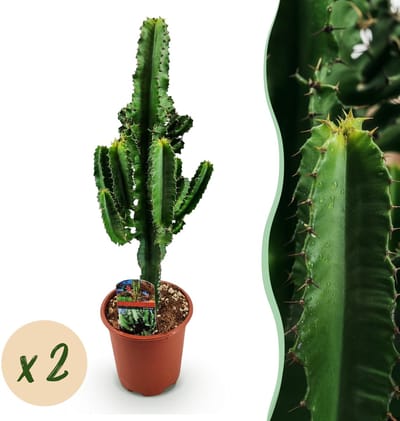 Plantenboetiek.nl | Euphorbia eritrea - Afrikaanse melkboom - Weinig onderhoud - Groen - 2 - Ø17cm - 50-60cm hoog - Kamerplant - Groenblijvend