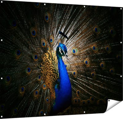 Gards Tuinposter Blauwe Pauw met Grote Veren - 150x120 cm - Tuindoek - Tuindecoratie - Wanddecoratie buiten - Tuinschilderij