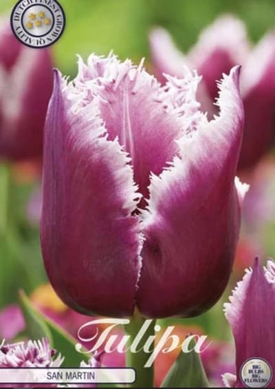 Dutch Finest Quality bloembollen - Tulpen - Tulp Fringed San Martin x7 12/+s