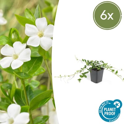 Set van 6 Kleine Maagdenpalm - Vinca minor Alba wit hoogte 15cm potmaat 9cm
