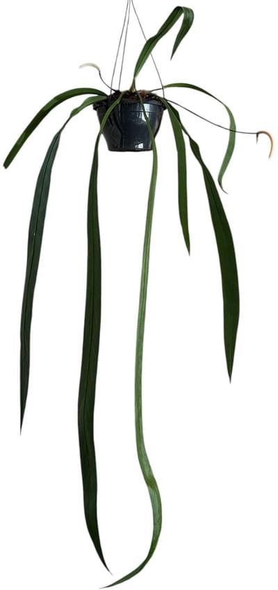 Anthurium Vittarifolium Kamerplant Potmaat Ø20 cm |Vers Van De Kweker