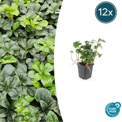 Tuinplantenshop.com | Pachysandra term. 'Green Sheen' | 12 stuks - Ø9cm - 10-25cm hoog - Tuinplant