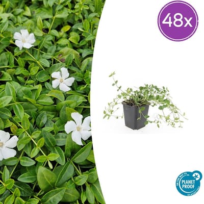 Trendyplants - Vinca minor 'Gertrude Jekyll' - 48 stuks - Maagdenpalm - Winterhard - Hoogte 10-30 cm - Potmaat Ø9cm