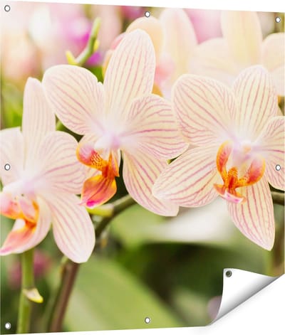 Gards Tuinposter Gestreepte Witte Orchidee Bloemen - 90x90 cm - Tuindoek - Tuindecoratie - Wanddecoratie buiten - Tuinschilderij
