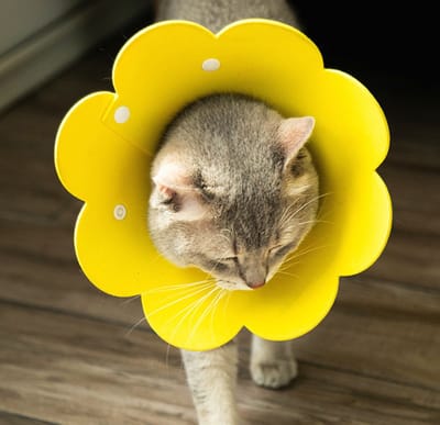 Hiden - Beschermkraag Kat - Beschermkraag Hond - Kraag Kat - Dieren - Kraag Hond | Gele Bloem