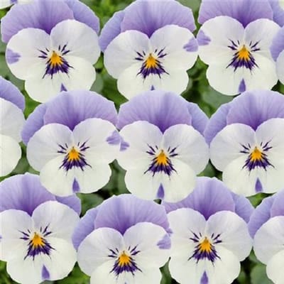 Violen Twix Lilac Face