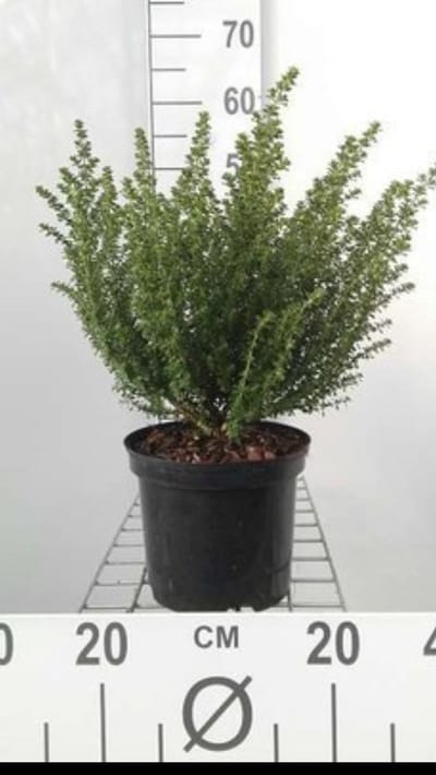 Prostanthera cuneata - Australische Munt , Muntstruik 20- 25 cm in pot