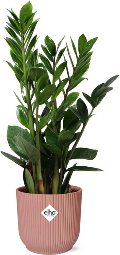 Plantenboetiek.nl | Zamioculcas in ELHO Vibes Fold roze - Ø14cm - 45-50cm hoog - Kamerplant - Groenblijvend