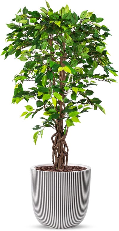Kunstplant Ficus in Planter Ball groove ivoor H140 cm