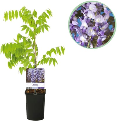 Plantenboetiek.nl | Blauwe regen - Wisteria floribunda Prolific - Bloem Blauw - Ø10cm - 30-40cm hoog - Tuinplant