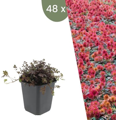 Plants by Frank | 48 Stekelnoot planten | Acaena microphylla 'Kupferteppich' | Winterharde bodembedekker | Winterharde planten voor de tuin | Winterharde vaste planten meerjarig | Winterharde tuinplanten
