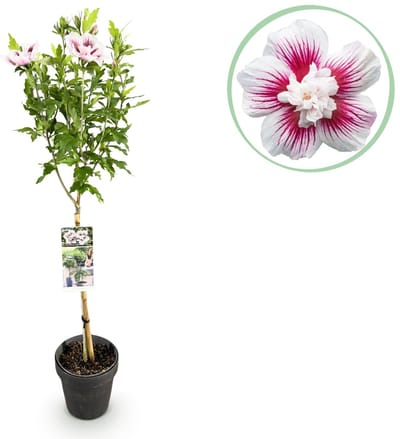 Green boutiQ - Tuinplant - Hibiscus syriacus Starburst Chiffon® - Plant op stam - Terras Plant - Bladverliezend - Weinig Onderhoud - Pot 19cm Hoogte 90cm