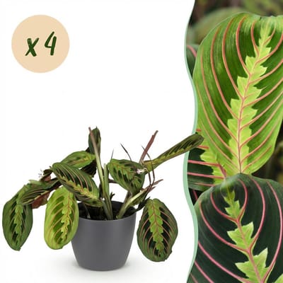 Plantenboetiek.nl | Maranta Fascinator Tricolour - Gebedsplant - Huisdiervriendelijke Plant - Groen - 4 Planten - met Potter Grijs - Ø12cm - 25cm hoog - Kamerplant - Arrangement - Plant met pot