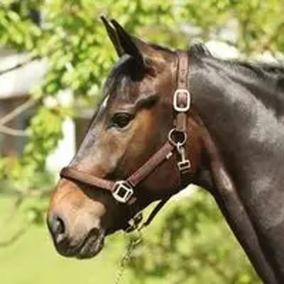 Halster voor paarden HorseGuard Lea