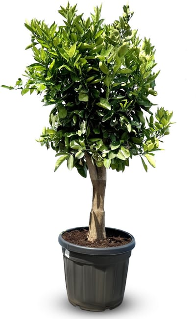 Sunny Tree - Fruitboom - Sinaasappelboom - Citrus Sinensis - 25 jaar oude boom - 180 cm