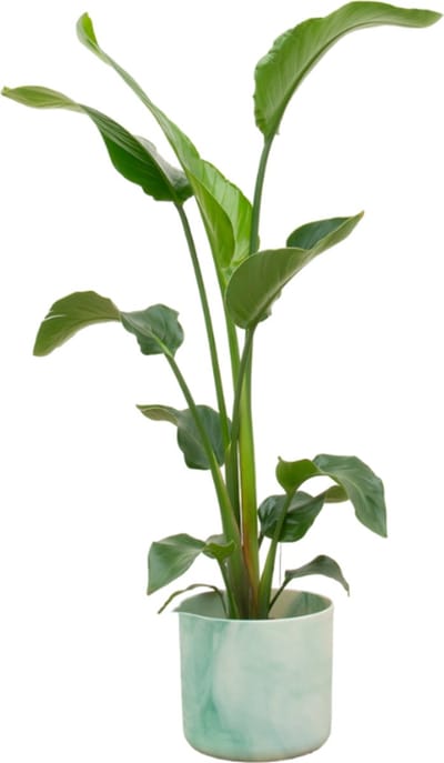 Plantenboetiek.nl | Strelitzia Nicolai inclusief elho Ocean Round pacifisch groen - Ø22cm - 90-100cm hoog - Kamerplant - Complete set - Plant met pot