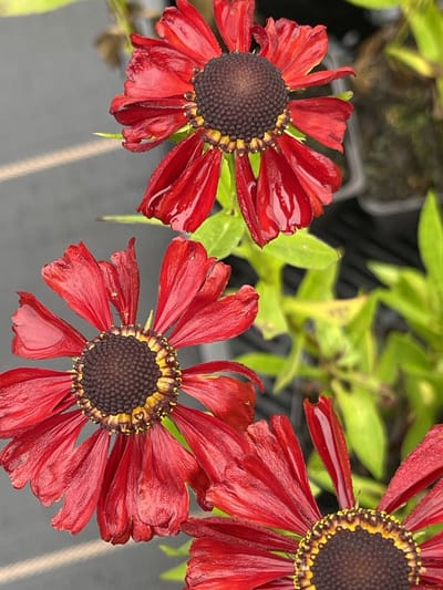 6x Zonnekruid - Helenium hybr. 'Kupferzwerg' | 9x9 cm pot