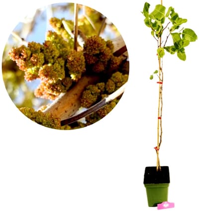 Pistachia vera 'Peter', Mannelijk, Pistachenotenboom, Hoogte 100cm, 5 liter pot