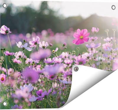 Gards Tuinposter Bloemenveld met Paarse Kosmos - 50x40 cm - Tuindoek - Tuindecoratie - Wanddecoratie buiten - Tuinschilderij