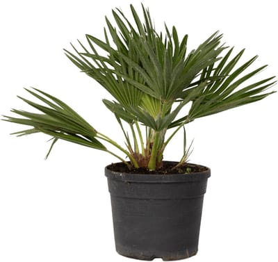 Plant in a Box - Chamaerops 'Vulcano' - Winterharde Dwergpalm - De perfecte tuinplant - Pot 19cm - Hoogte 35-45cm