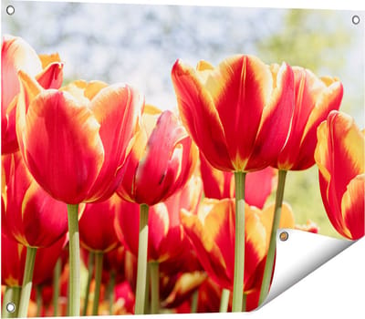 Gards Tuinposter Oranje Rode Tulpen - 80x60 cm - Tuindoek - Tuindecoratie - Wanddecoratie buiten - Tuinschilderij