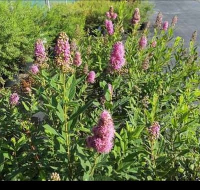 Spiraea billardii - Spierstruik 40- 60 cm in pot