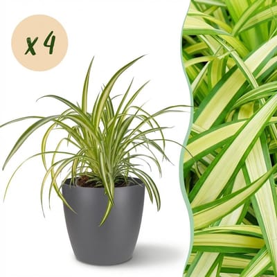 Plantenboetiek.nl | Chlorophytum comosum Variegatum - Bonte Graslelie - Huisdiervriendelijke Plant - Groen - 4 Planten - met Potter Grijs - Ø12cm - 20cm hoog - Kamerplant - Arrangement - Plant met pot