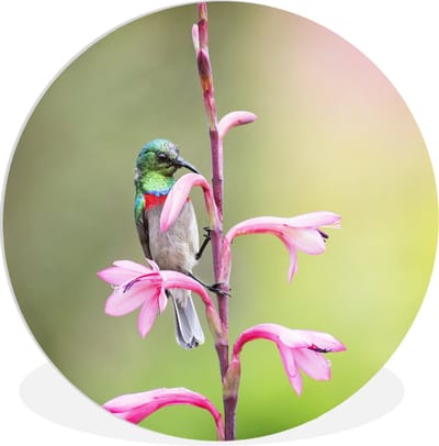 WallCircle® Wandcirkel 120x120 cm - Muurcirkel Close-up van een kleurrijke vogel op een roze tak met roze bloemen - Muurdecoratie woonkamer - Wanddecoratie slaapkamer - Kamer decoratie accessoires - Ronde schilderijen XXL