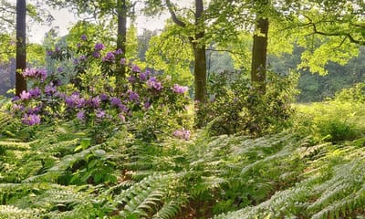 Fotobehang van bloeiende Rhodendendrons in varenbos 450 x 260 cm - € 295,--