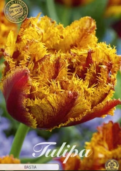 Dutch Finest Quality bloembollen - Tulpen Tulp Fringed Double Bastia x7 12/+s