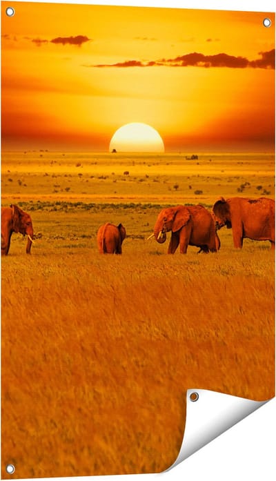 Gards Tuinposter Olifanten in het Wild - Zonsondergang - 60x90 cm - Tuindoek - Tuindecoratie - Wanddecoratie buiten - Tuinschilderij