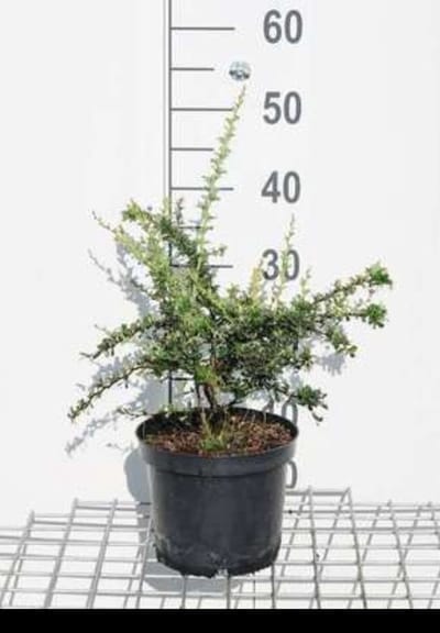 Berberis darwinii 'Compacta' - Zuurbes 20- 25 cm in pot