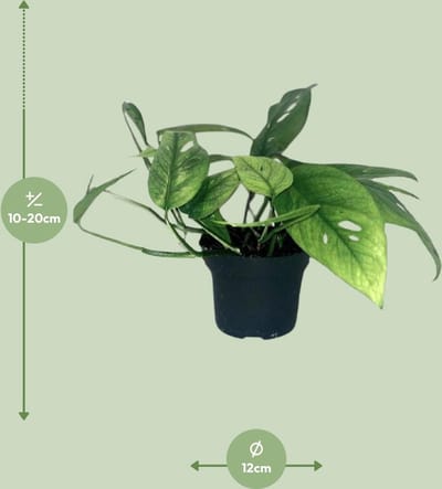 Plantenboetiek.nl | Epipremnum Cebu Blue - Ø12cm - 20cm hoog - Kamerplant - Groenblijvend