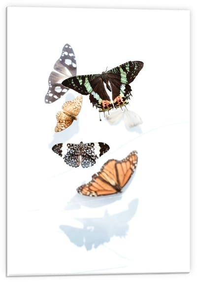 Forex - Schildering van Vlinders op Witte Achtergrond  - 40x60cm Foto op Forex