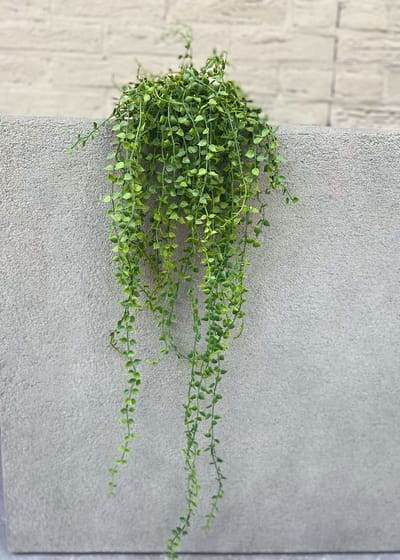 LeopoldFlora Callisia Repens Kunsthangplant - 70 cm - Groen