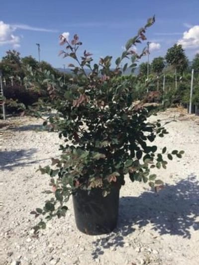 Bloeiende Struik - Vrolijke Heks - Tuin Decoratie - Altijdgroene Bladeren - 40-50cm - Roze