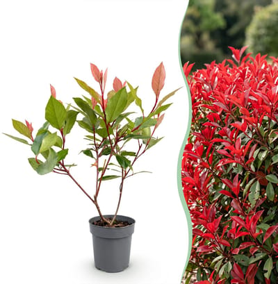 Green boutiQ - 16x Photinia fraseri Little Red Robin - Glansmispel - Haagplanten - Groenblijvend - Rood - Pot 9cm - Hoogte 25-35cm