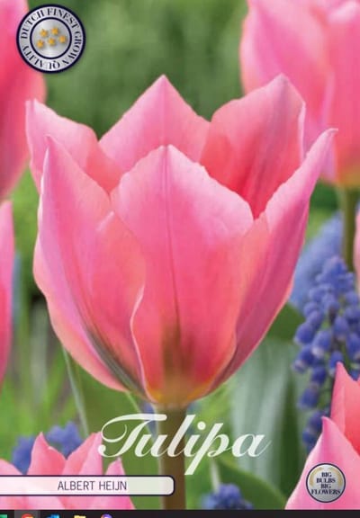 Dutch Finest Quality bloembollen - Tulpen Tulp Fosteriana Albert Heijn x7 12/+s