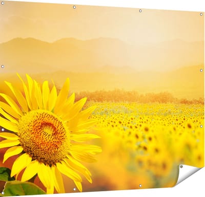 Gards Tuinposter Zonnebloemen Veld met Zonopkomst - 150x120 cm - Tuindoek - Tuindecoratie - Wanddecoratie buiten - Tuinschilderij