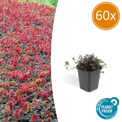 Tuinplantenshop.com | Acaena microphylla 'Kupferteppich' | 60 stuks - Ø9cm - 10-25cm hoog - Tuinplant