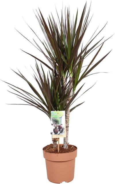 Plantenboetiek.nl | Dracaena Magenta - Ø17cm - 70-80cm hoog - Kamerplant - Groenblijvend
