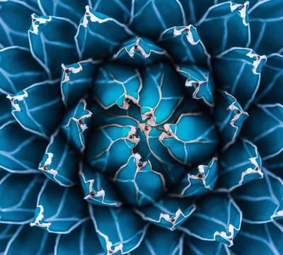 Close-up van de blauwe plant - Fotobehang (in banen) - 250 x 260 cm