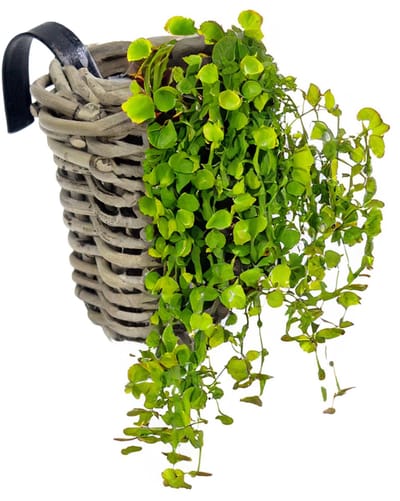 Van der Leeden Balkonmand rond - rotan gevlochten -15cm - bloemen/planten mand - schuttingmand - hangmand - plantenpot - bloempot