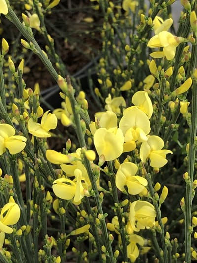 Cytisus praecox 'Allgold' - Brem, Geitenklaver 40 - 60 cm in pot