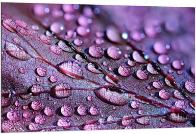Dibond - Druppels op Paars Blad - 120x80cm Foto op Aluminium (Met Ophangsysteem)