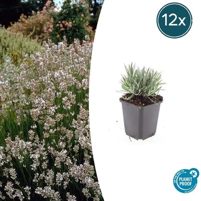 Tuinplantenshop.com | Lavandula int. 'Edelweiss' | 12 stuks - Ø9cm - 10-25cm hoog - Tuinplant